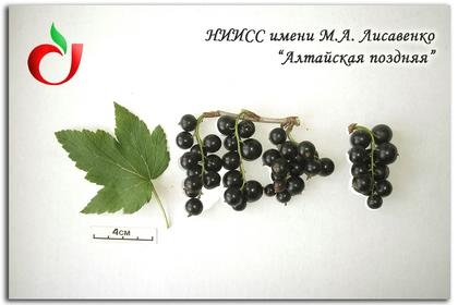 Алтайская поздняя Алтайская поздняя