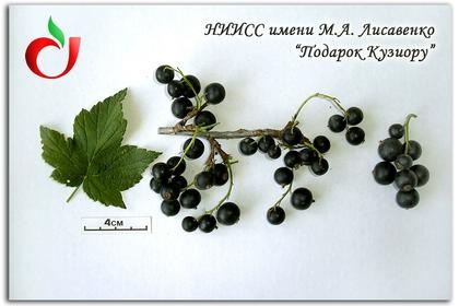 Подарок Кузиору Подарок Кузиору