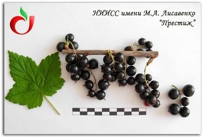 Престиж Престиж