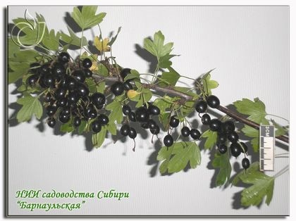 Барнаульская