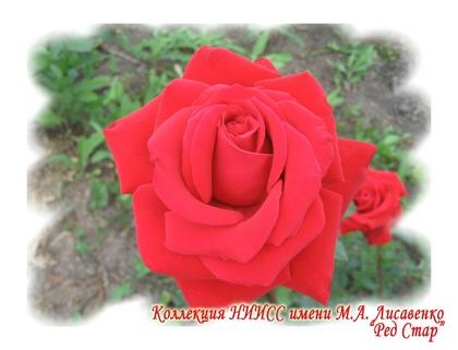 Ред Стар Ред Стар